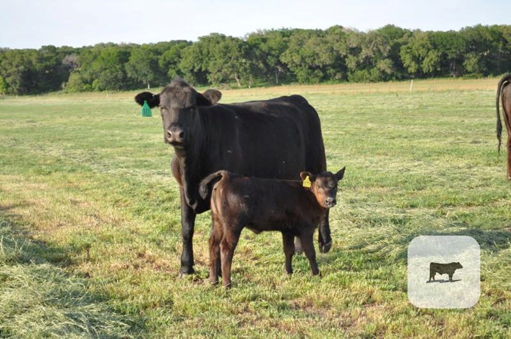Cattle Range Listing Photo