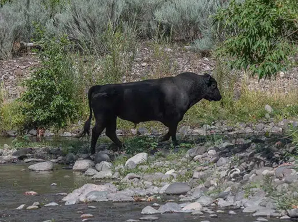 U.S. District Judge allows U.S. Forest Service to Shoot Cattle in New Mexico’s Gila Wilderness