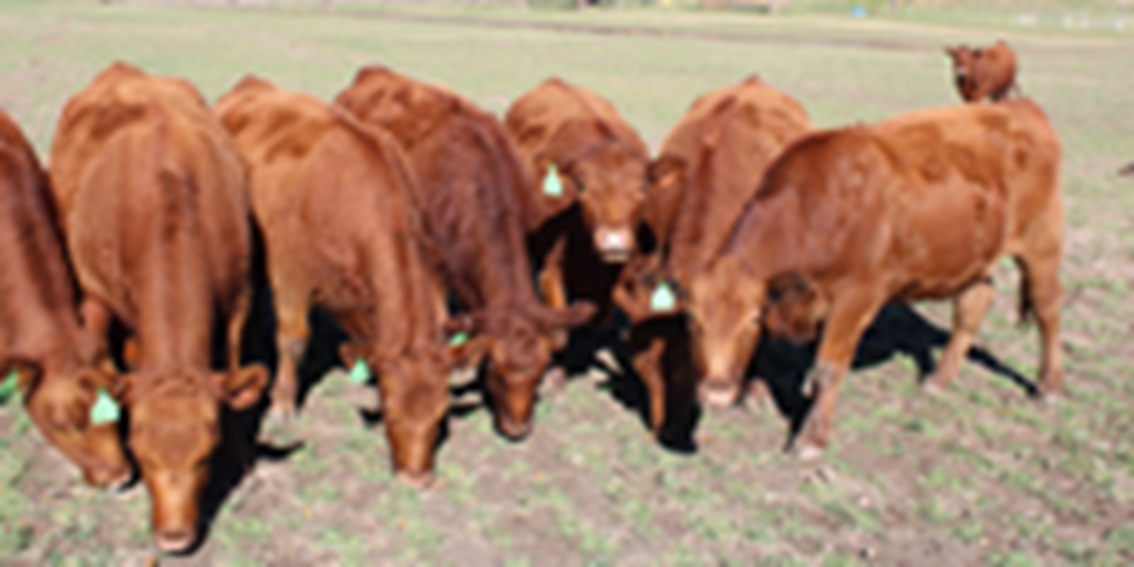 19 Red Angus Bred Heifers... Central TX