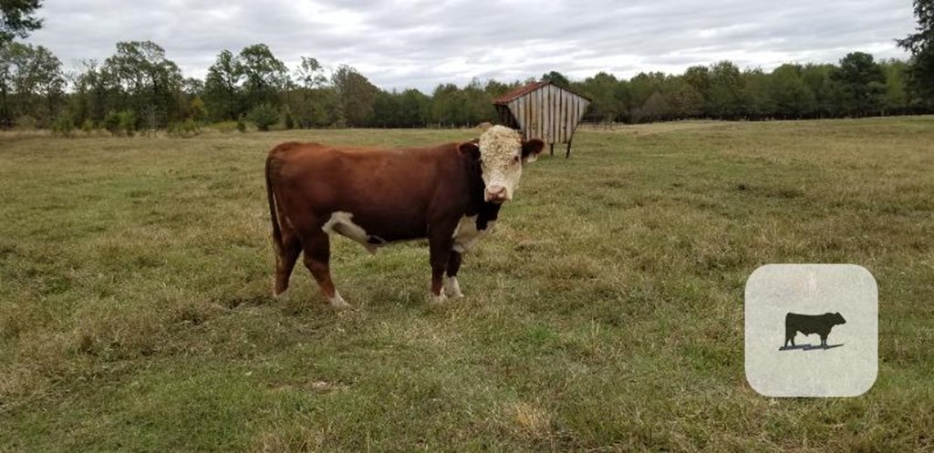 Cattle Range Listing Photo