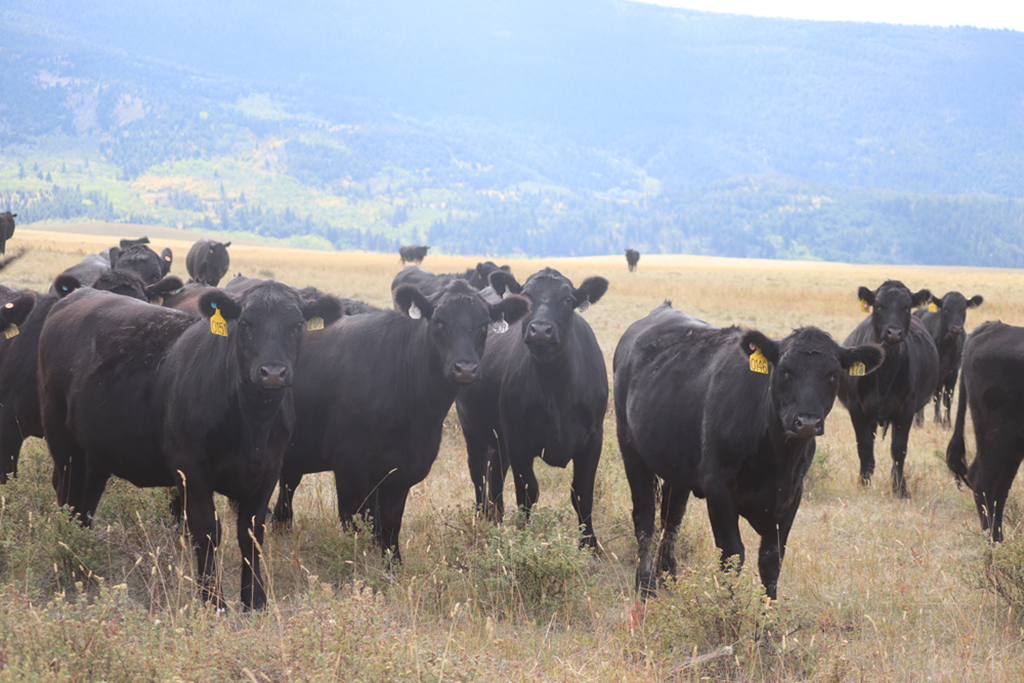 Farm Bureau: Opportunities for Profitability in the Cattle Business in 2024