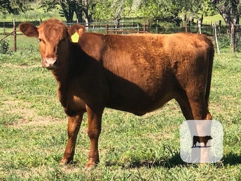 Cattle Range Listing Photo
