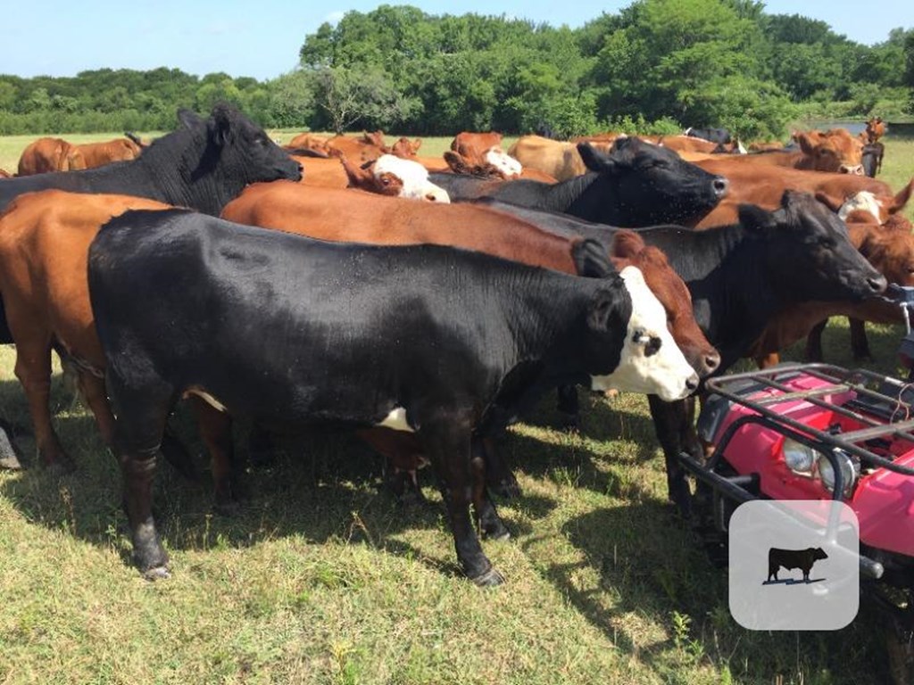 Cattle Range Listing Photo