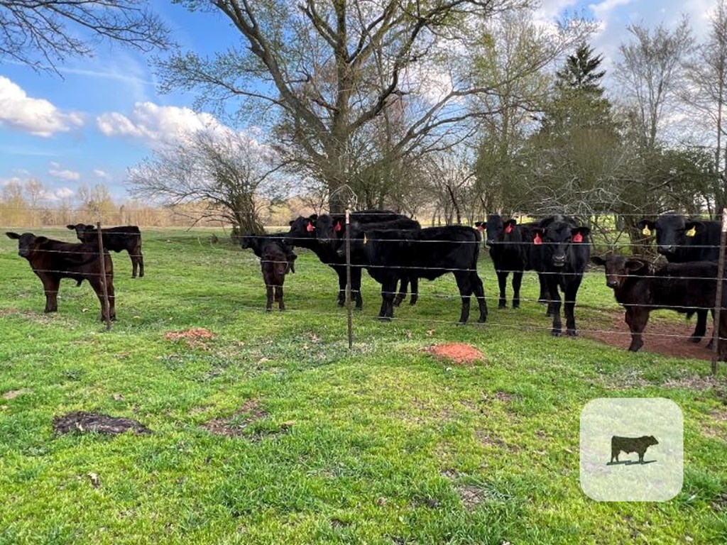 Cattle Range Listing Photo