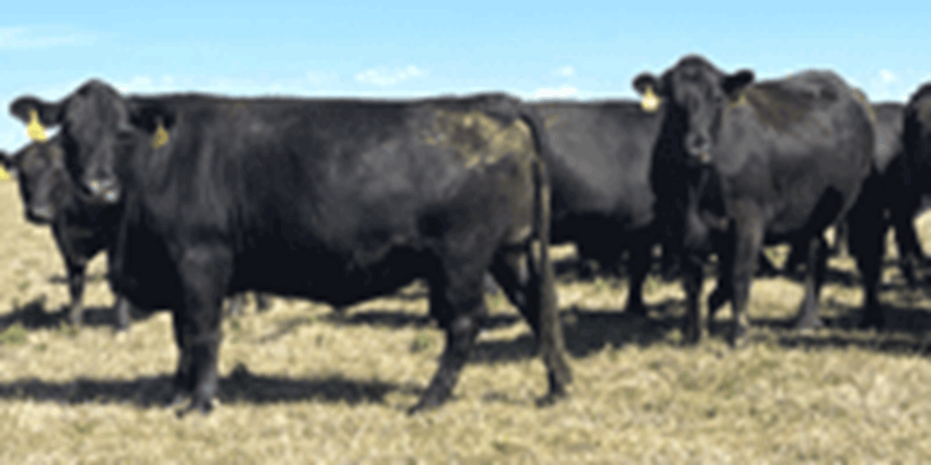 44 Angus & BWF Cows... Southwest MO