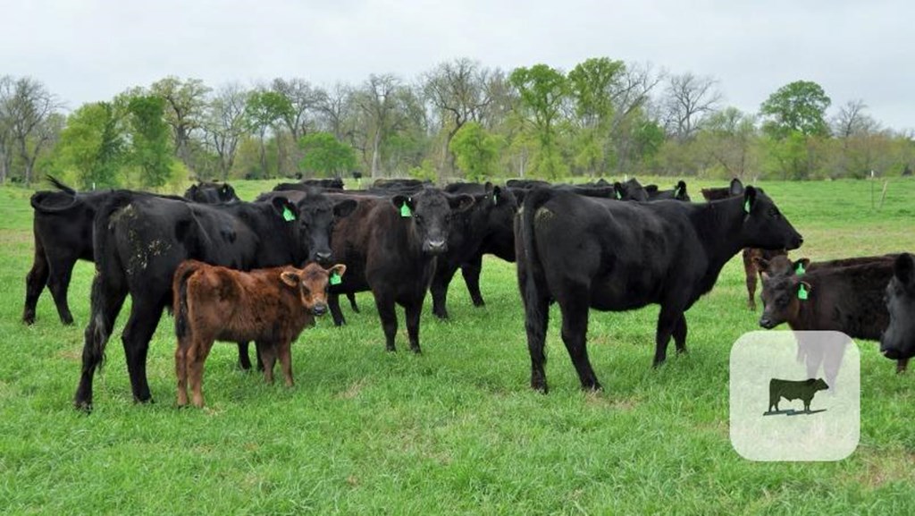 Cattle Range Listing Photo
