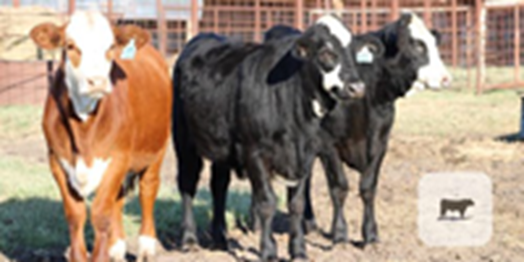 10 Hereford Cross Rep. Heifers... Northeast TX