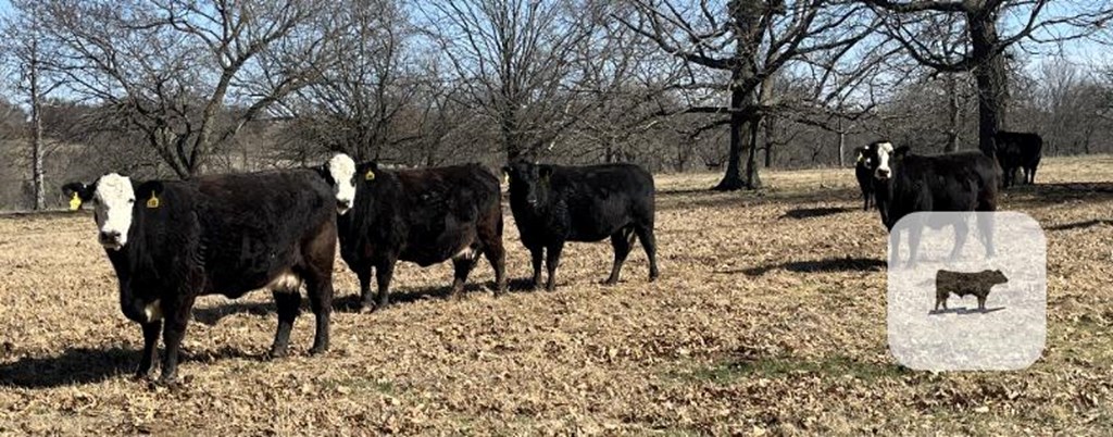 Cattle Range Listing Photo