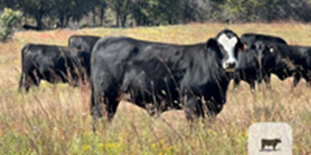 113	Angus Cross Bred Heifers... Northeast OK