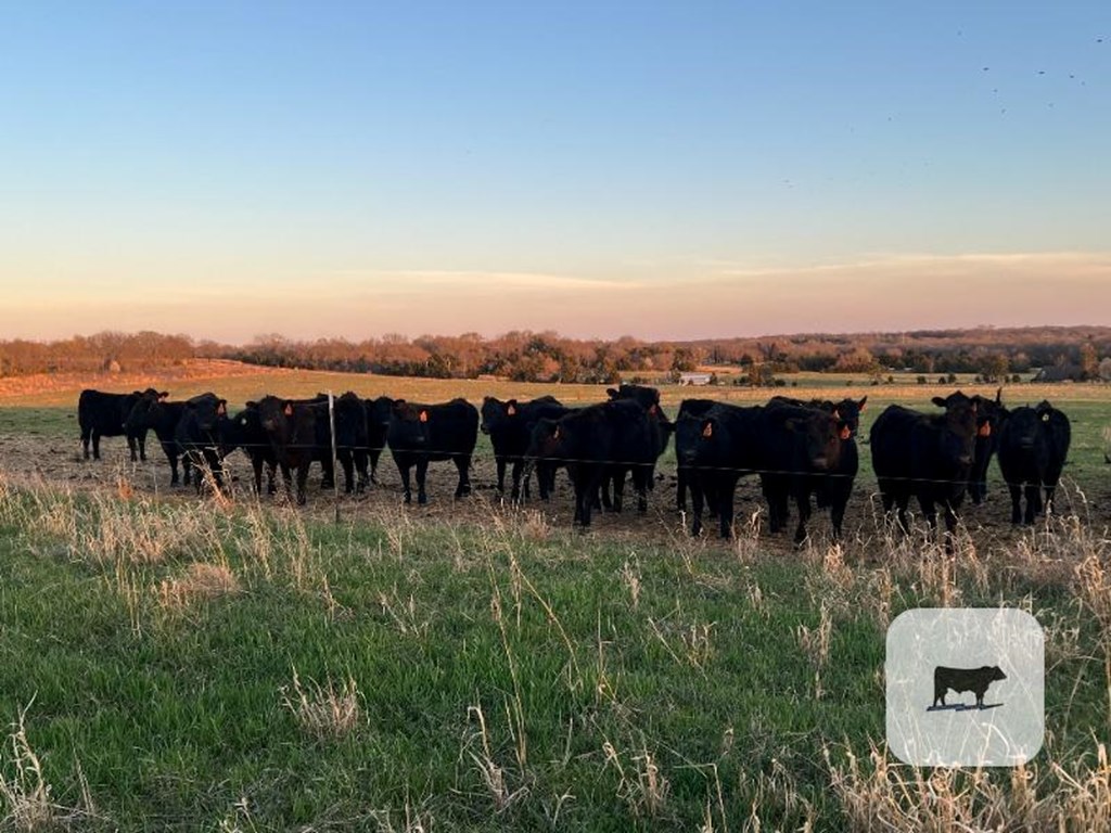 Cattle Range Listing Photo