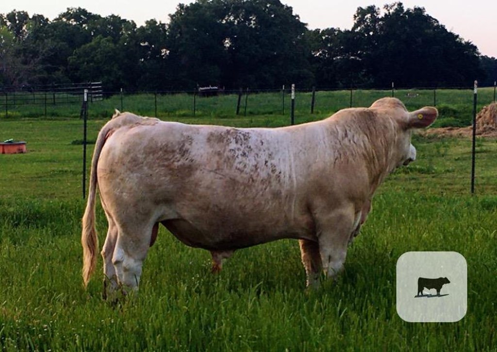 Cattle Range Listing Photo