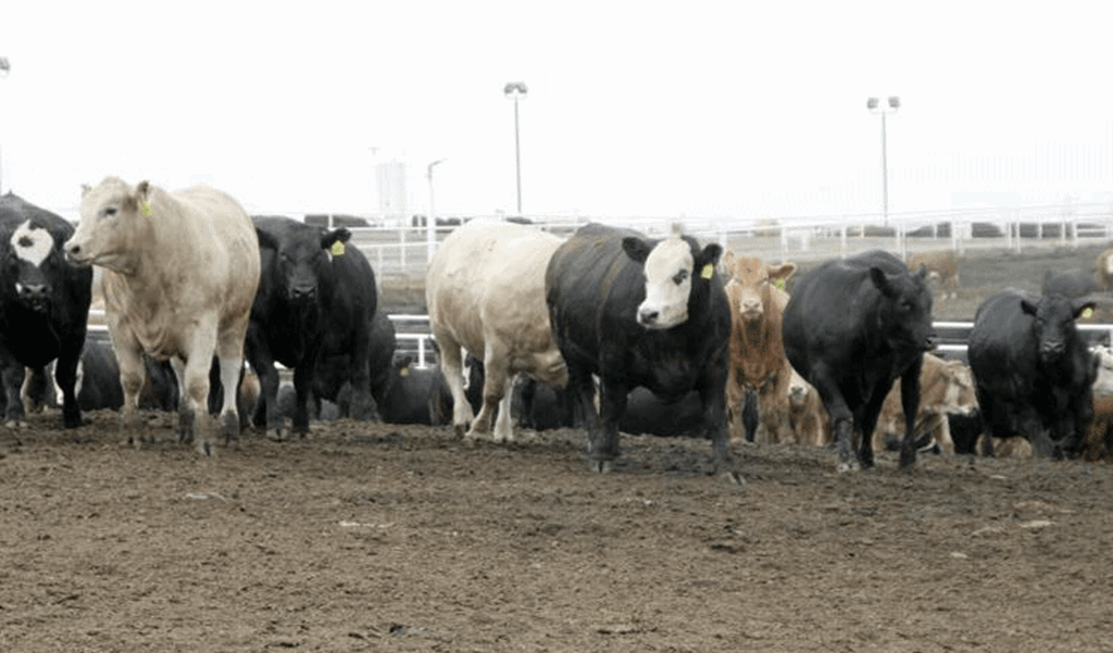 Tyson's Bid for Easterday Feedlot Denied by Court