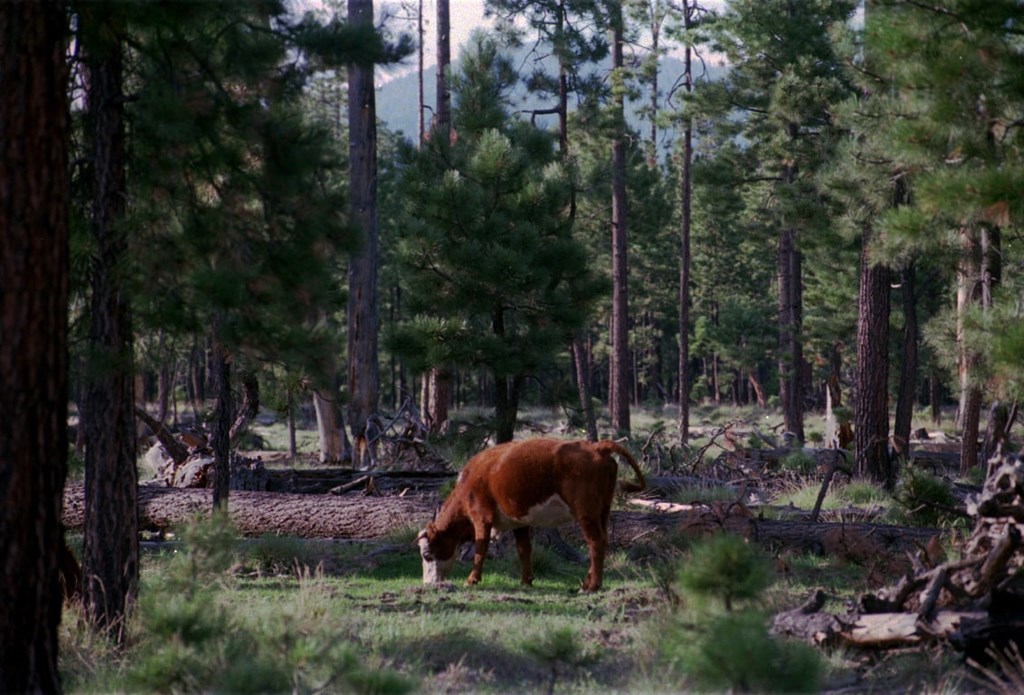 U.S. Forest Service Continues Aerial Shooting of Feral Cattle in NM’s Gila National Forest