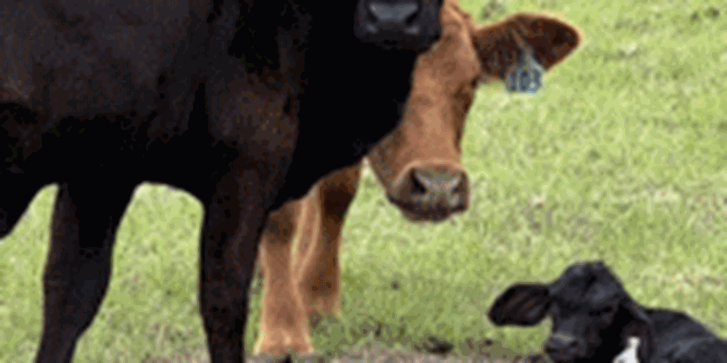 Listings Cattle Range