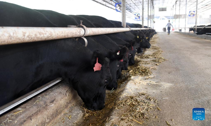 "Huaxi Cattle" may break China’s reliance on imported Beef Cattle