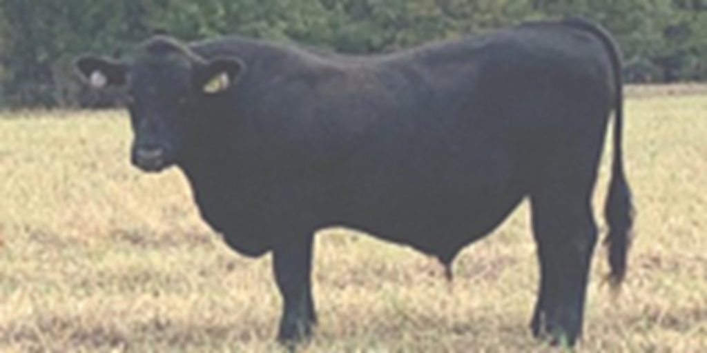 1 Reg. SimAngus Bull... North TX