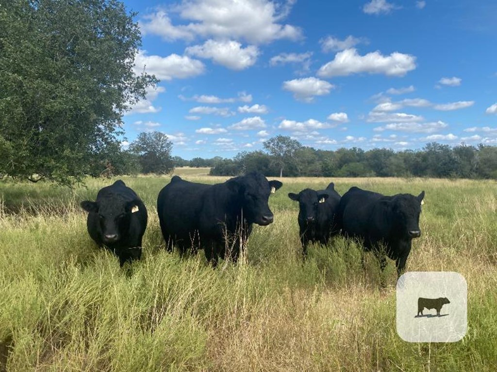 Cattle Range Listing Photo
