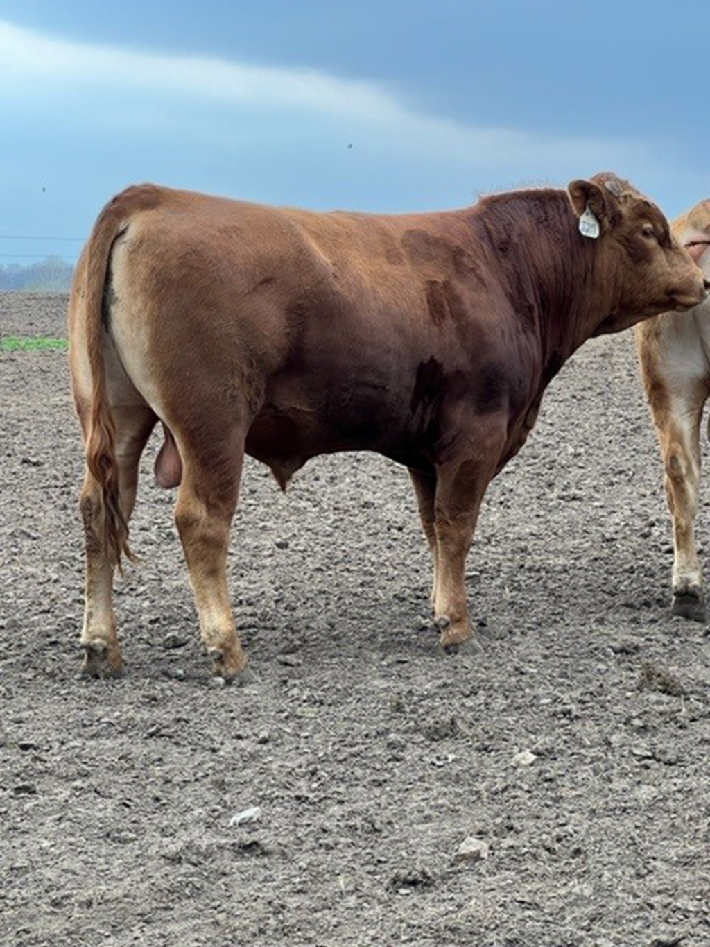 Cattle Range Listing Photo
