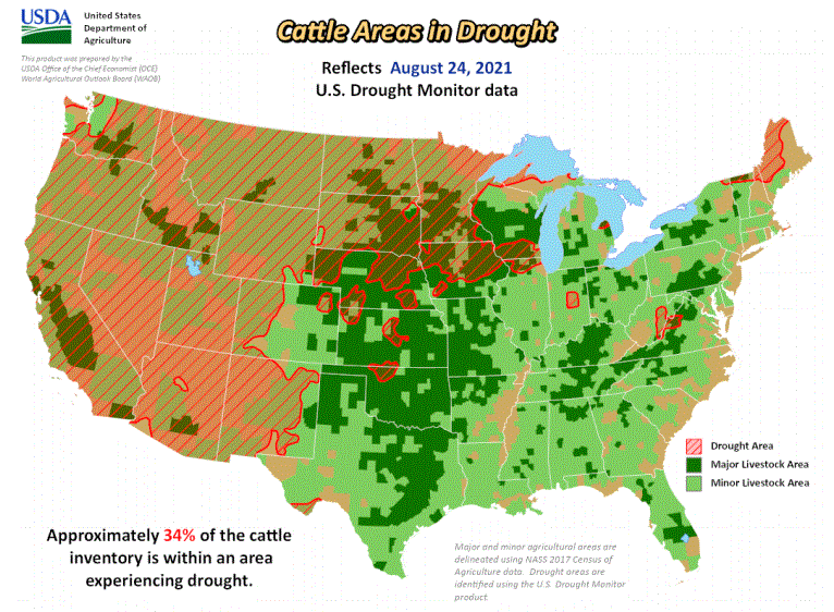 Cattle Areas in Drought