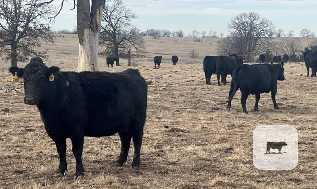 Cattle Range Listing Photo