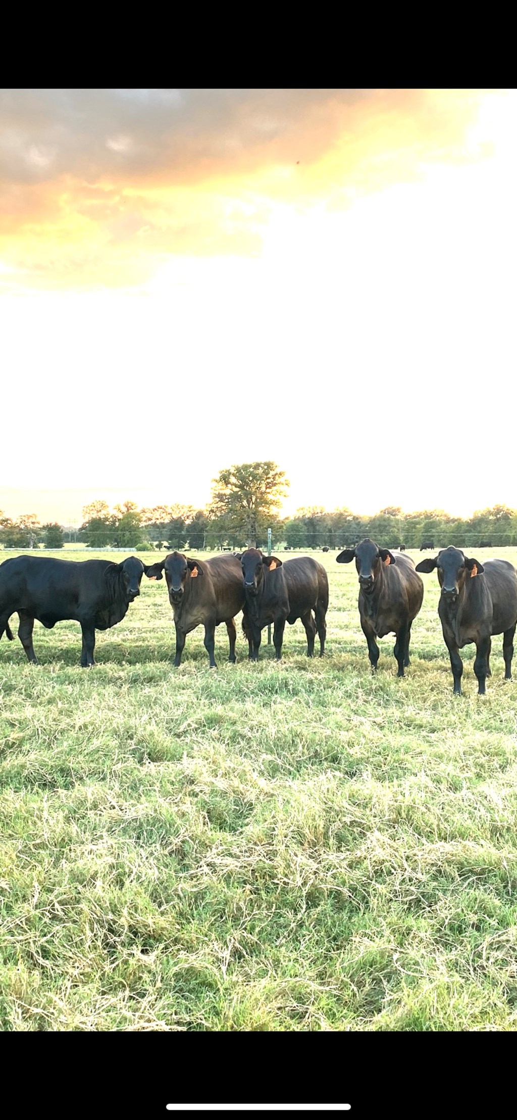 Cattle Range Listing Photo