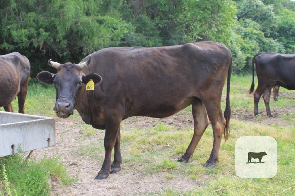 Cattle Range Listing Photo