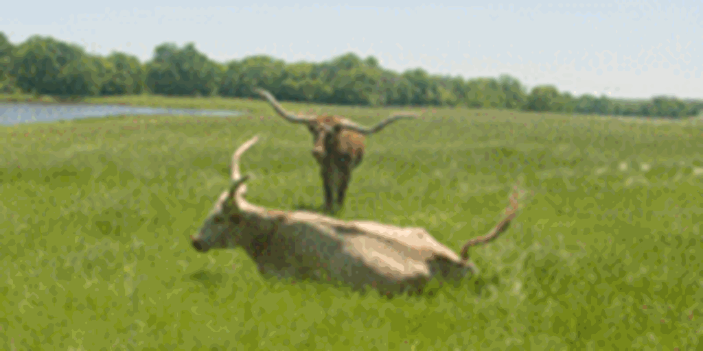 17 Trophy Longhorn Cows & Bulls... Central TX