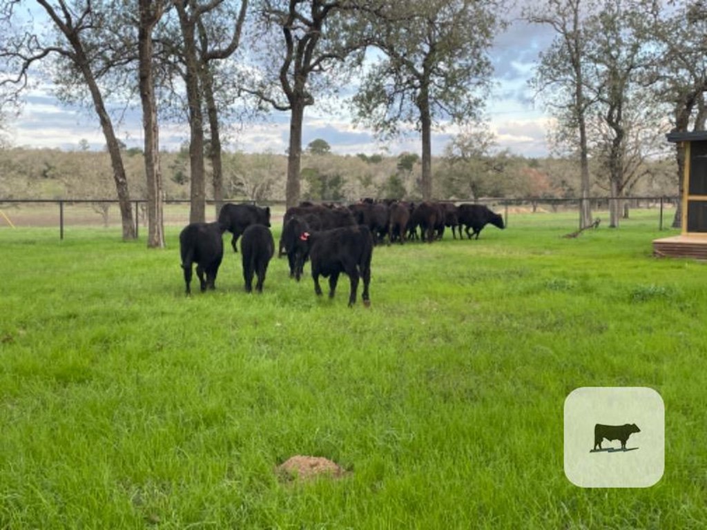Cattle Range Listing Photo