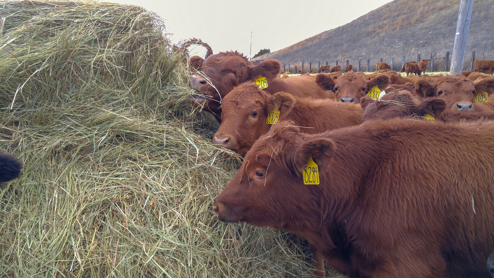 Using Livestock Risk Protection Insurance to Protect Profits