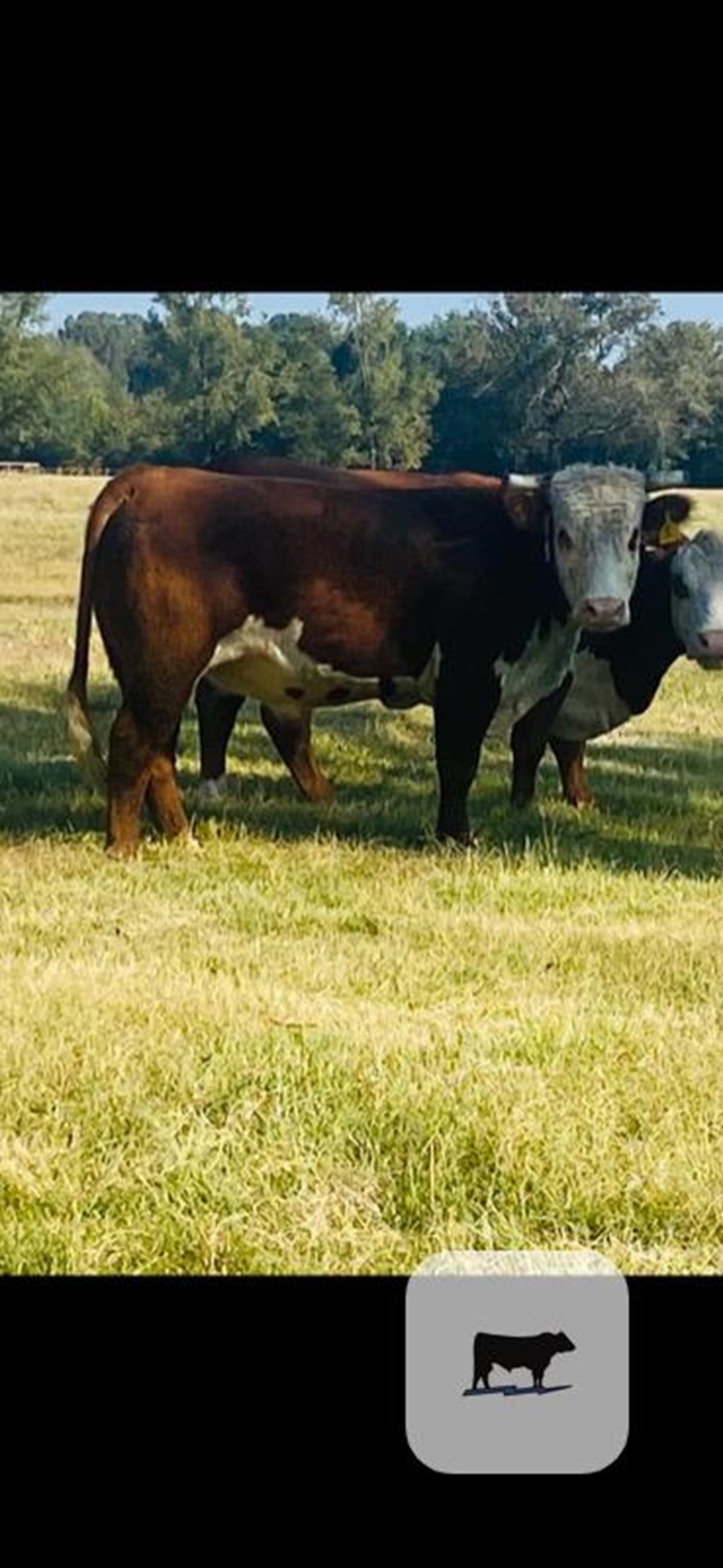 Cattle Range Listing Photo