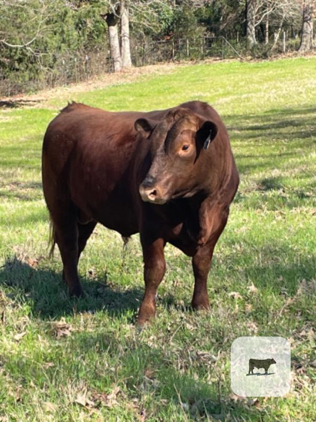 Cattle Range Listing Photo