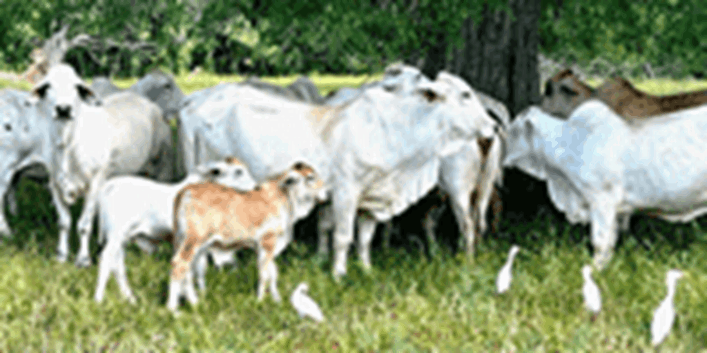 24 Brahman Cows w/ 10+ Calves... Southeast TX