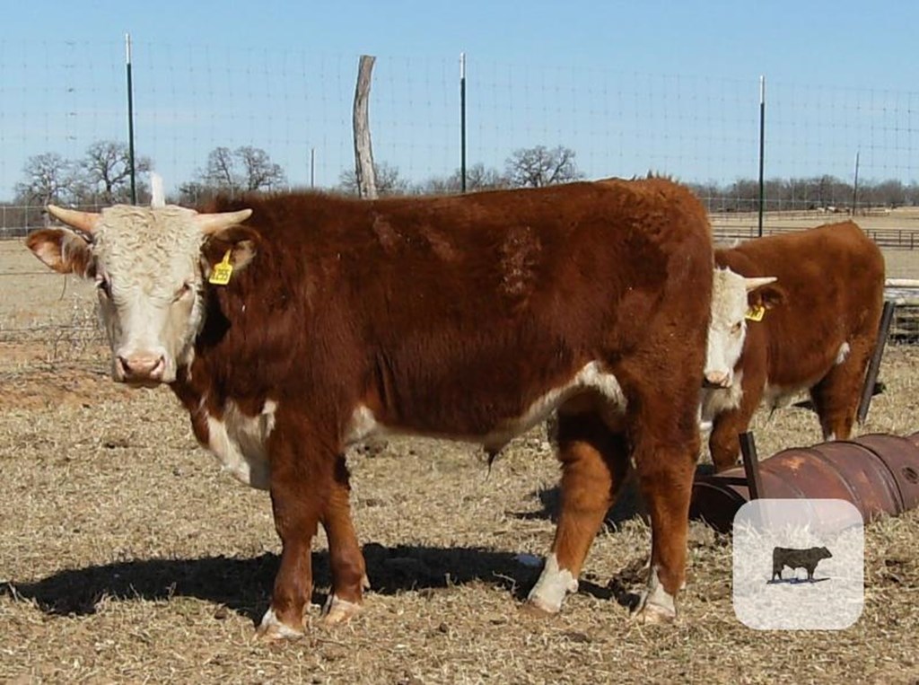 Cattle Range Listing Photo