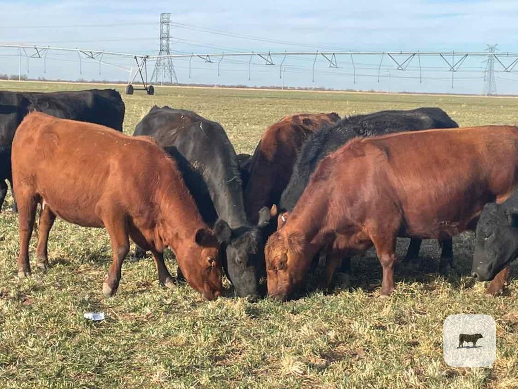 Cattle Range Listing Photo