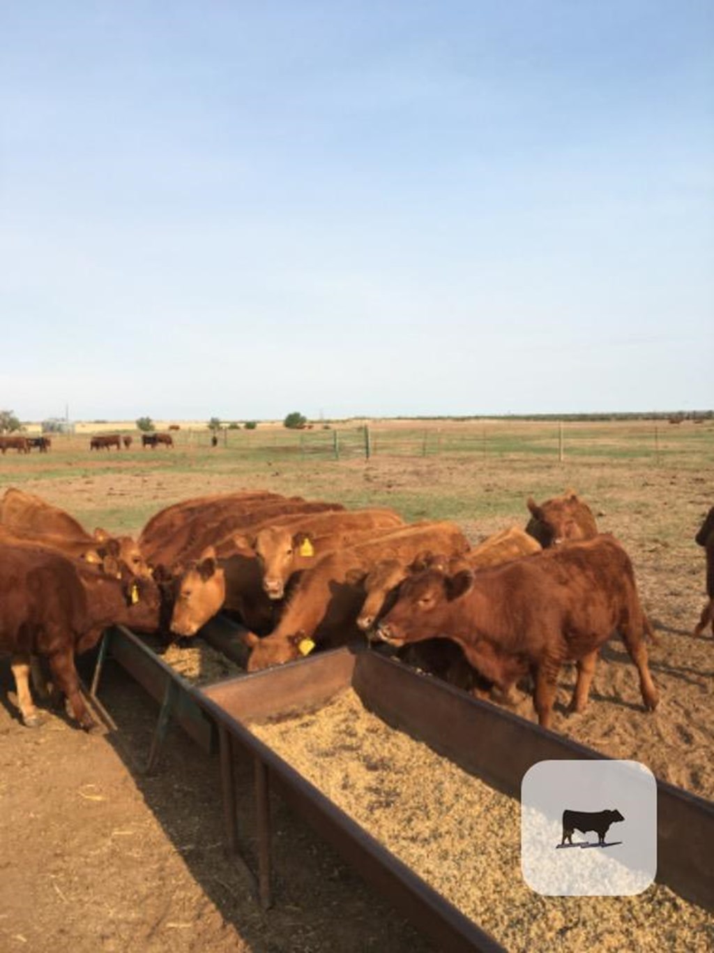 Cattle Range Listing Photo