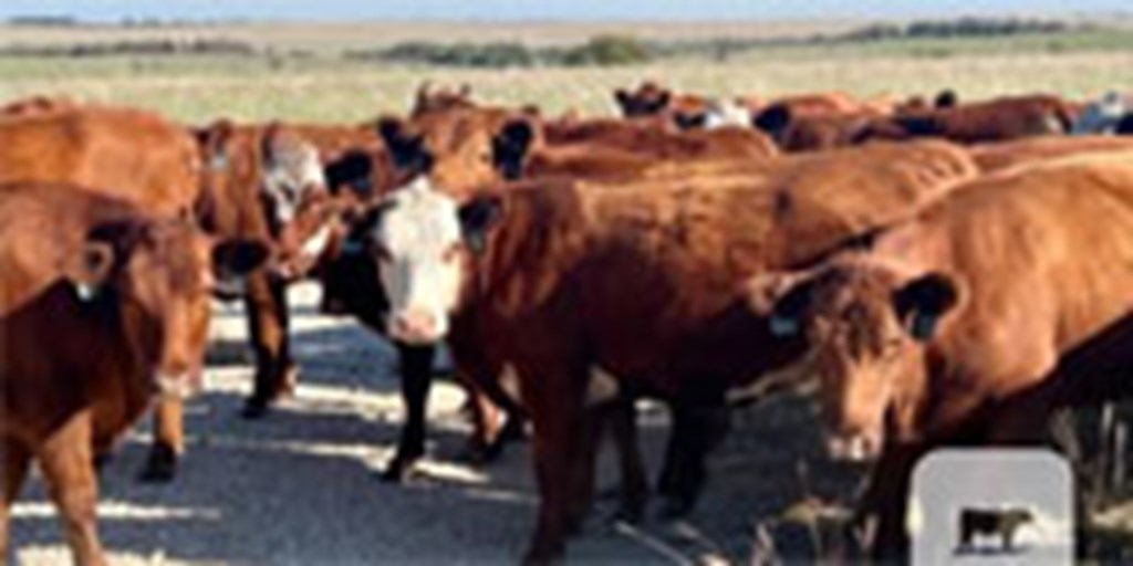 150 Red Angus & Red Angus Cross Bred Heifers... North TX