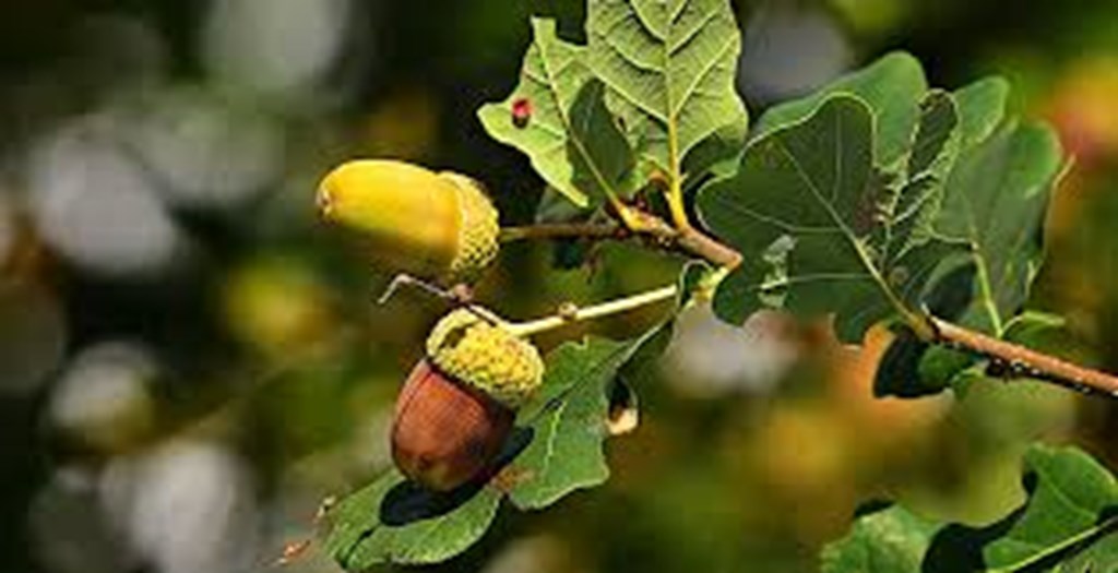 Foraging on Tree Leaves poses Potential Health Risks for Cattle