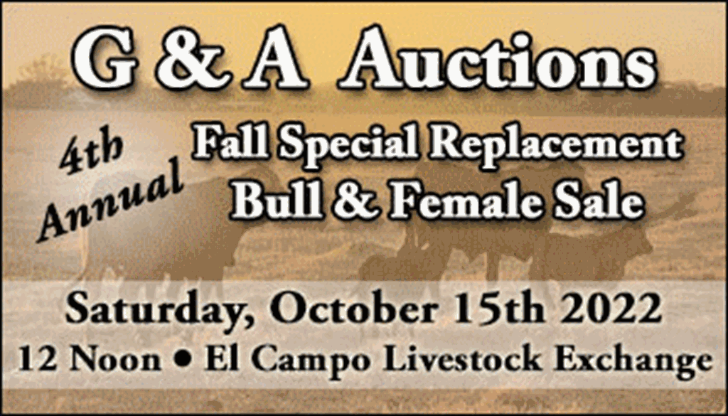 SS-G and A Auctions Fall Special Replacement Bull & Female Sale-10-15-2022