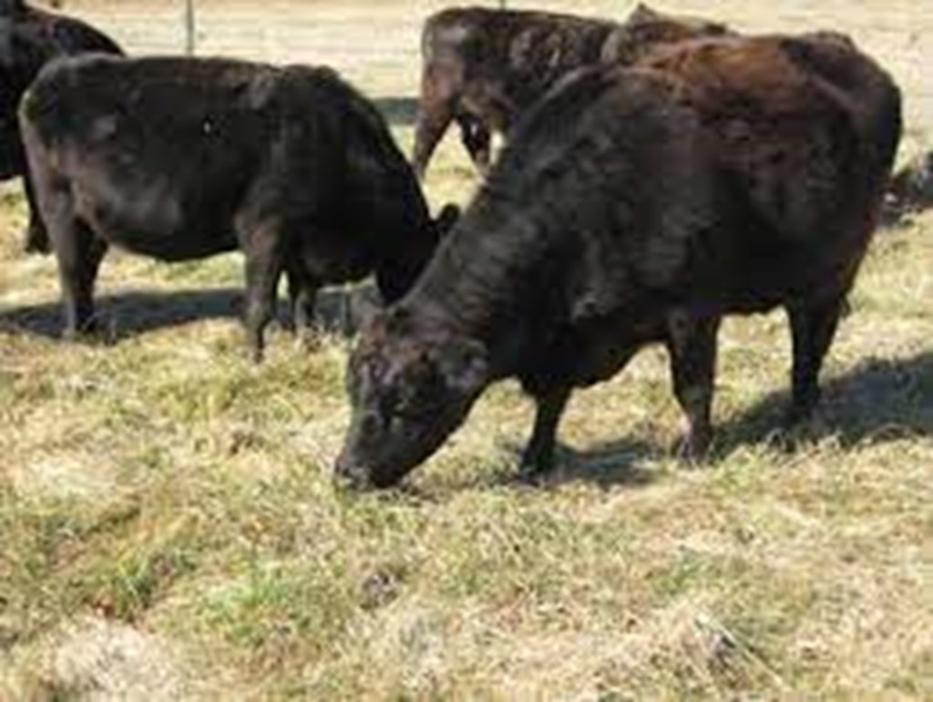 Fescue Foot reported in Missouri Cattle