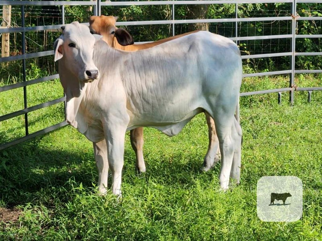 Cattle Range Listing Photo