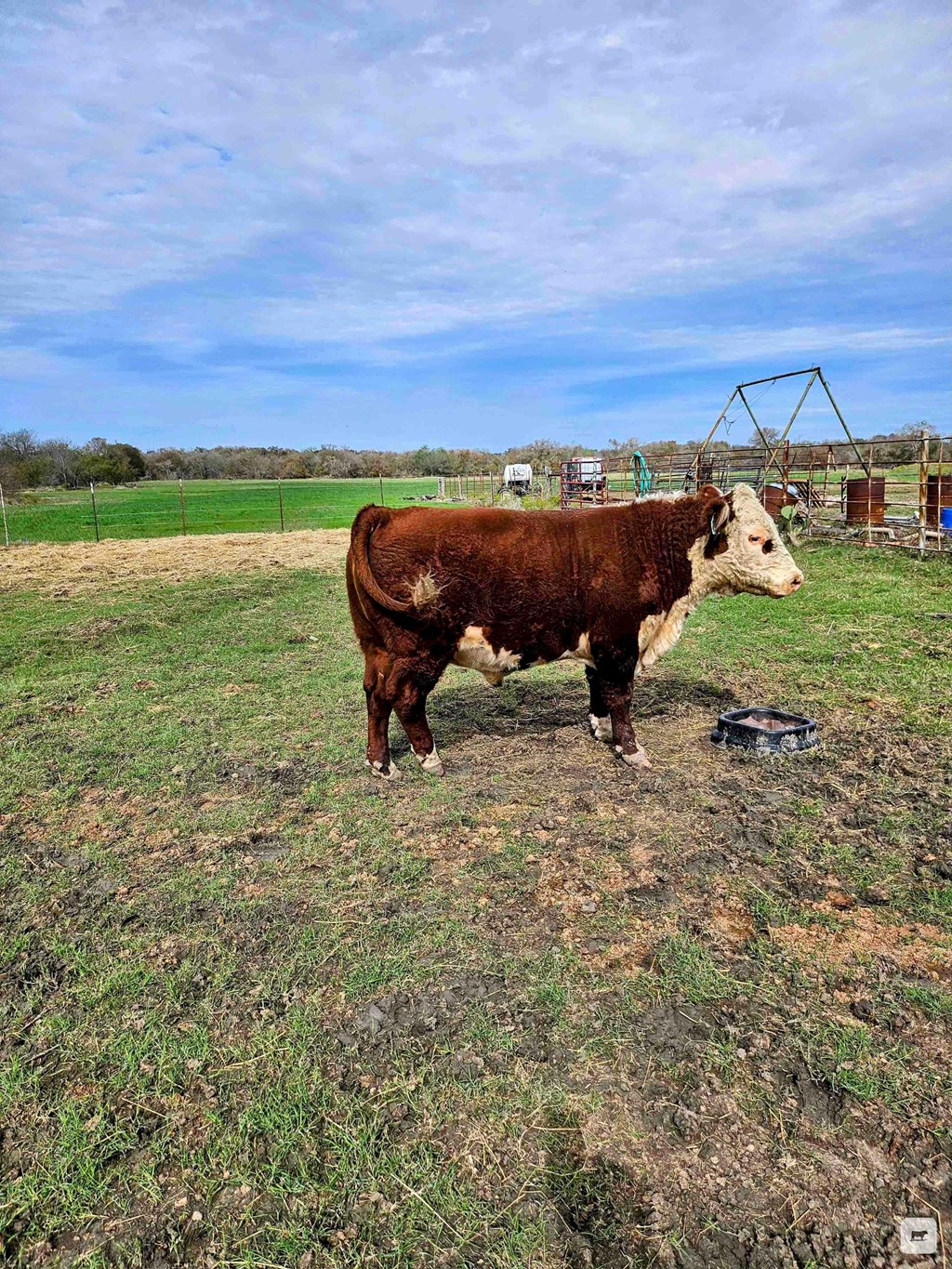 Cattle Range Listing Photo 8