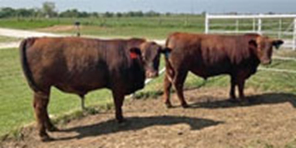 5 Reg. Red Angus Bulls... North TX