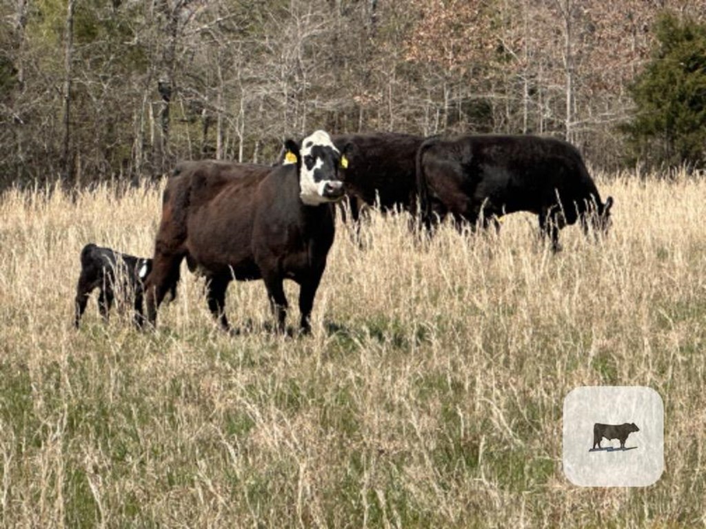 Cattle Range Listing Photo