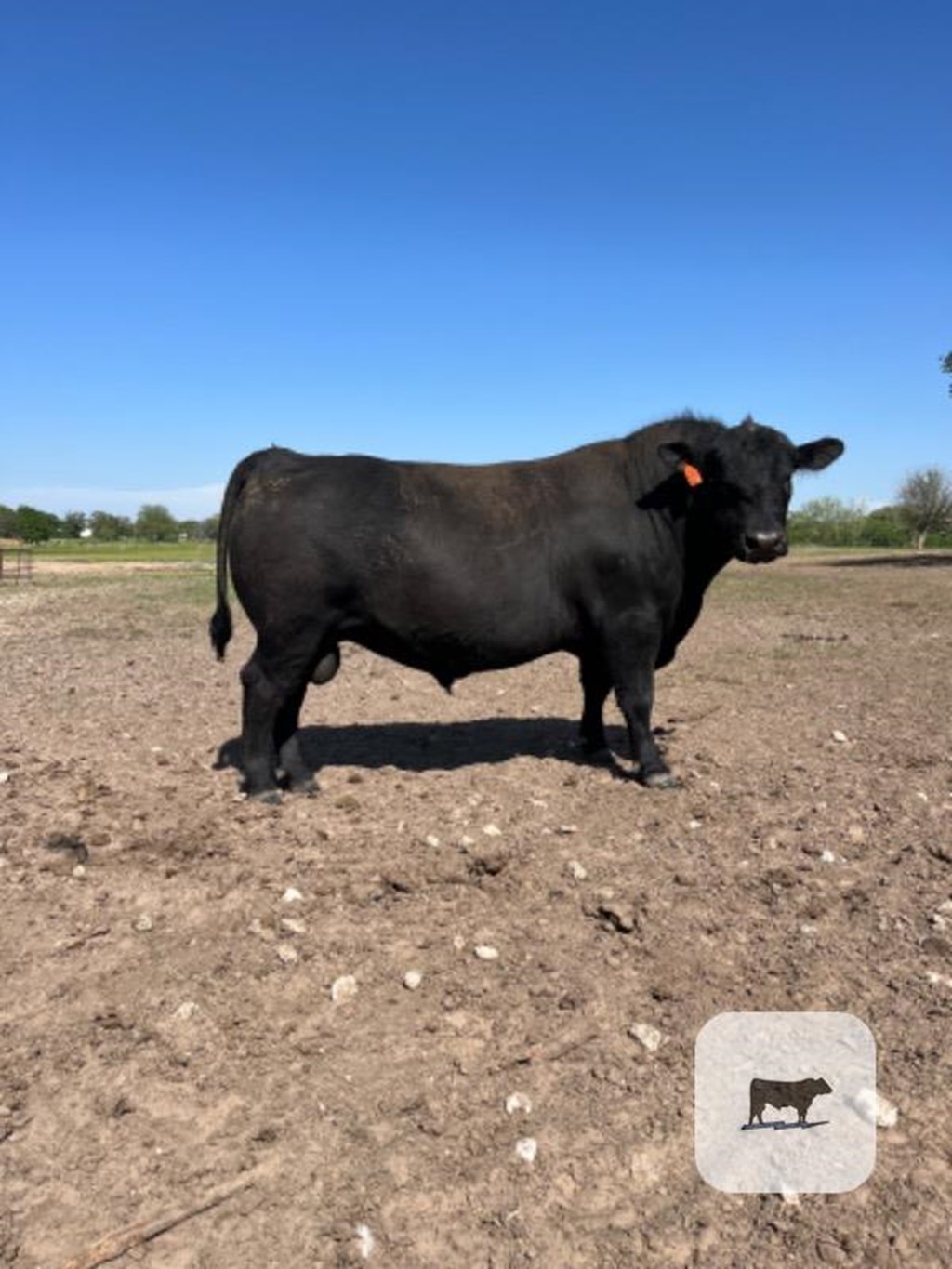 Cattle Range Listing Photo