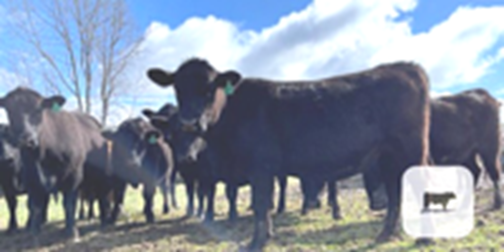 32 Angus & SimAngus Bred Heifers... Central NC