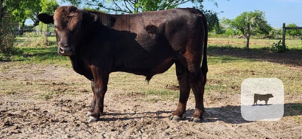 Cattle Range Listing Photo