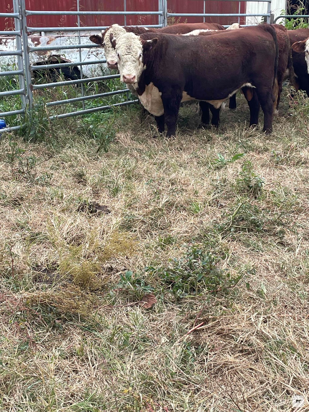 Cattle Range Listing Photo