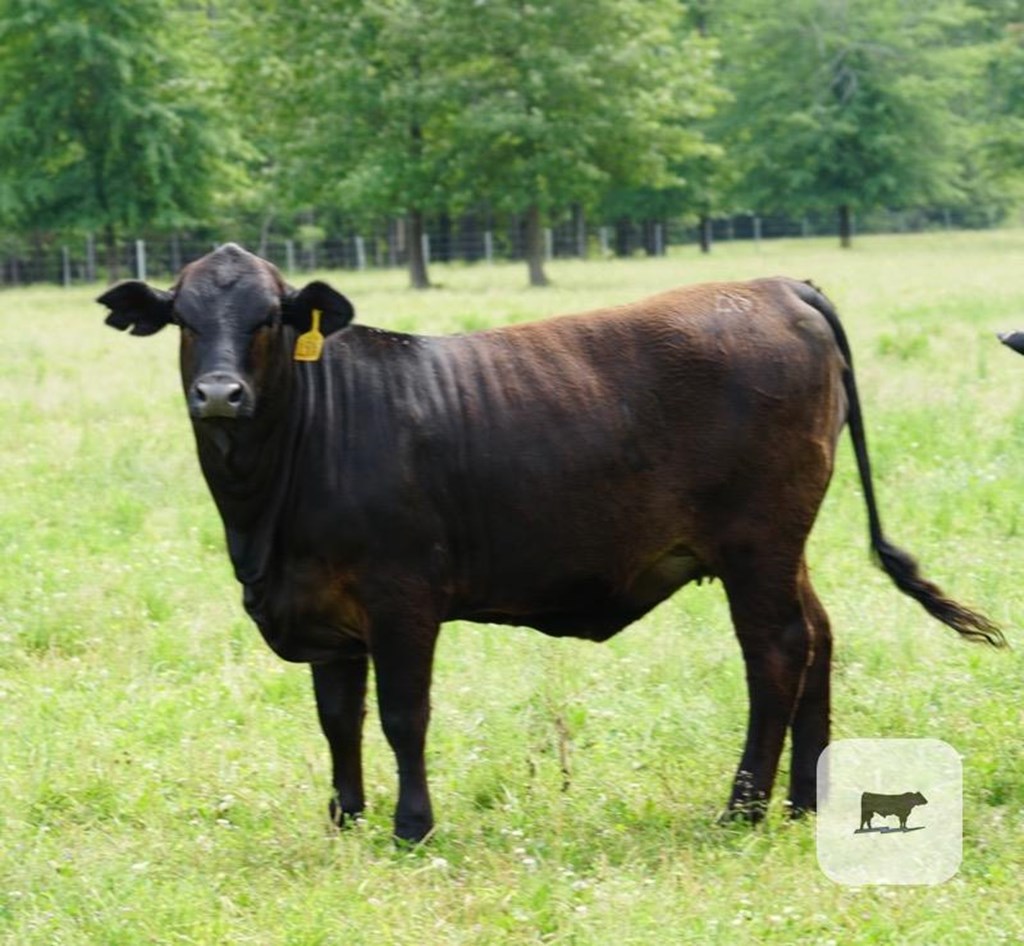 Cattle Range Listing Photo