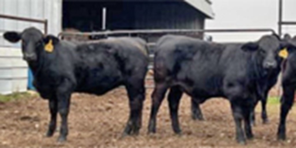 6 Reg. Brangus Rep. Heifers... Central TX