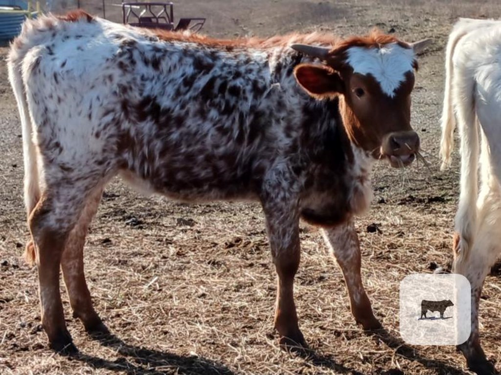 Cattle Range Listing Photo